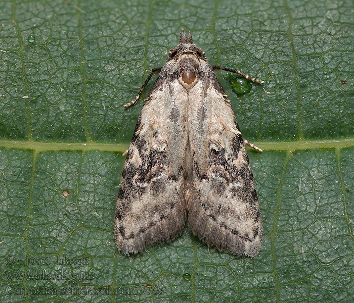 Peach Fruit Moth Carposina scirrhosella