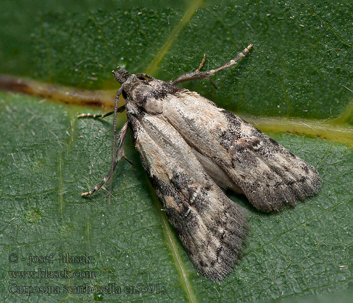 Plodožrút šípkový Carposina scirrhosella