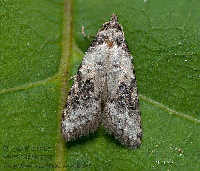 Közönséges csipkebogyómoly Carposina scirrhosella