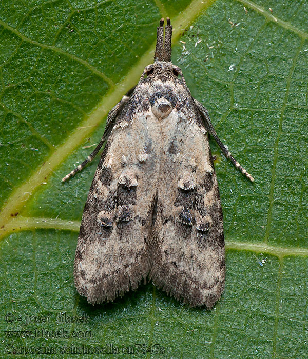 Peach Fruit Moth