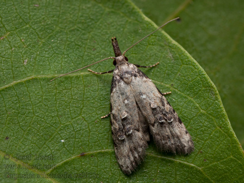 Carposina scirrhosella