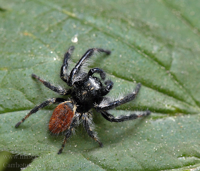 Carrhotus xanthogramma Skákavka dvoubarevná Kleine springspin