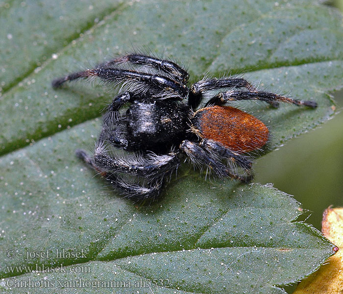 Carrhotus xanthogramma bicolor Skákavka dvojfarebná Saltique orangé 黑猫跳蛛