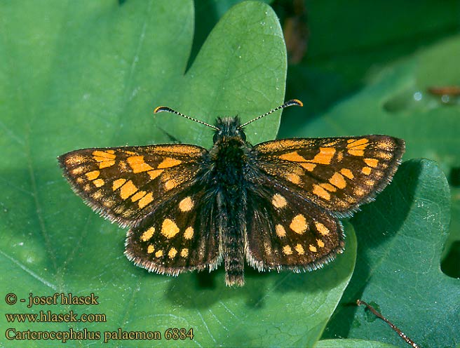 Carterocephalus palaemon Chequered Skipper Echiquier