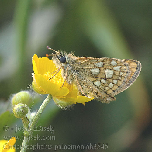 Carterocephalus palaemon Chequered Skipper L'Echiquier