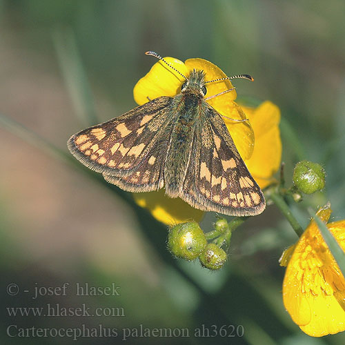 Carterocephalus palaemon Súmračník skorocelový