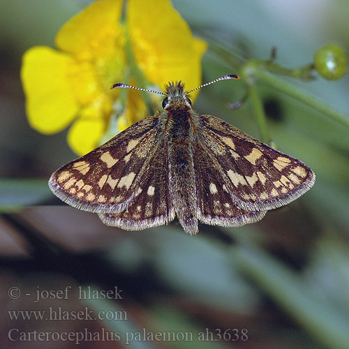 Carterocephalus palaemon Крепкоголовка палемон Chequered Skipper