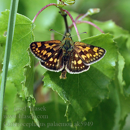 Chequered Skipper Echiquier Kockás busalepke