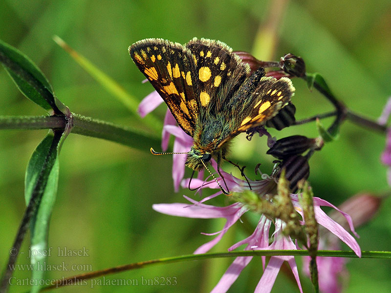 Carterocephalus palaemon Chequered Skipper Soumračník jitrocelový