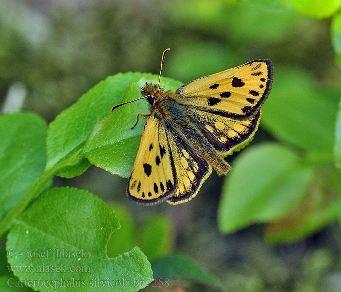 Carterocephalus silvicola Northern Chequered Skipper