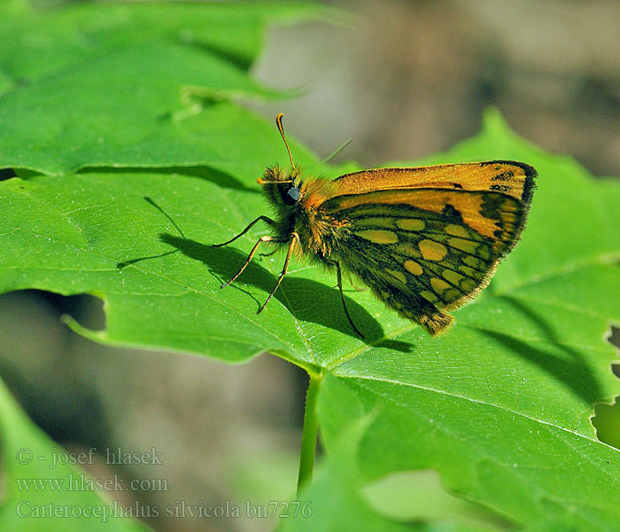 Carterocephalus silvicola Gold-Dickkopffalter