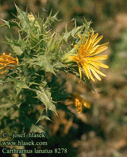 Carthramus lanatus Woolly distaff thistle Carthame laineux