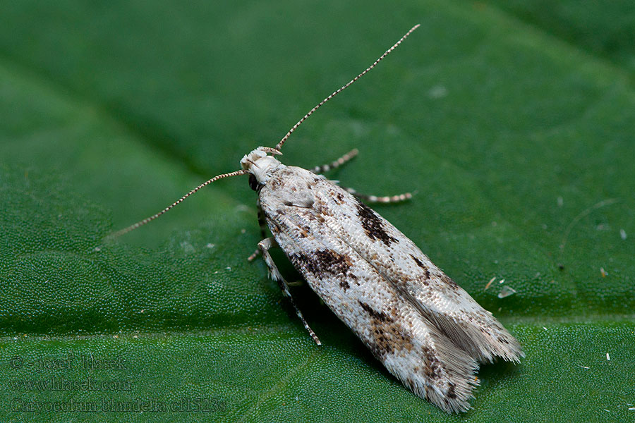 Caryocolum blandella Short-barred Groundling Psota škvrnkatá