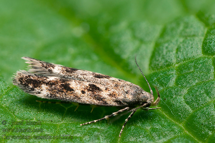 Caryocolum cassella Psota páskatá Vitbandad lundstjärnblommal