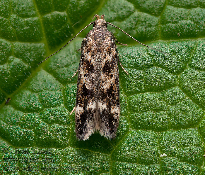 Psota páskatá Vitbandad lundstjärnblommal Caryocolum cassella