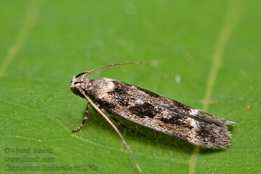 Caryocolum fischerella Psota Fischerova