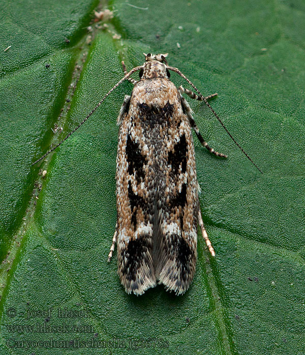 Såpnejlikmal Caryocolum fischerella