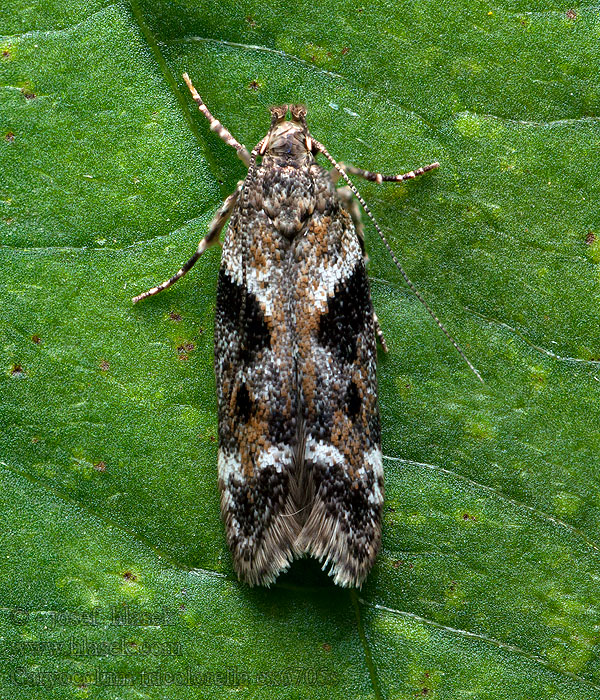 Caryocolum tricolorella Psota trojfarebná