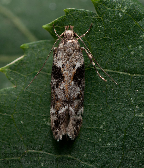 Psota trojfarebná Driekleurige kustmot Caryocolum tricolorella