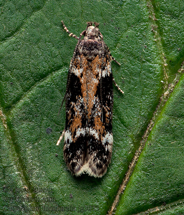 Trefärgad stjärnblommal Caryocolum tricolorella