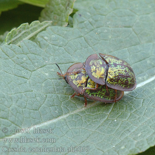 Cassida canaliculata ah2099