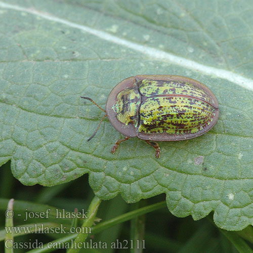 Cassida canaliculata ah2111