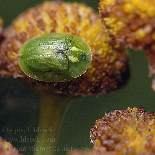 Cassida stigmatica