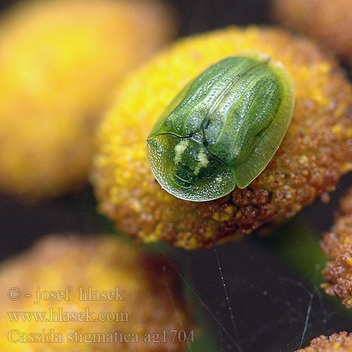 Cassida stigmatica