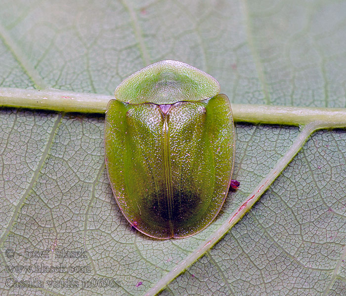 Tarczyk zielony Щитоноска зелёная Štítnatec zelený Cassida viridis