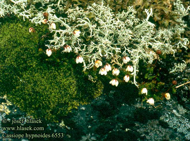 Cassiope hypnoides