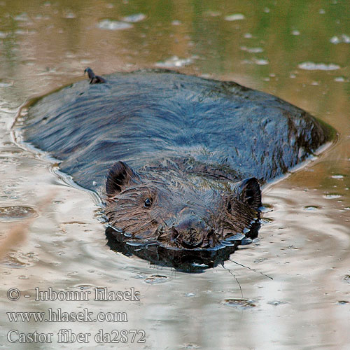 Обыкновенный бобр Bever Euroopanmajava Europeisk bäver