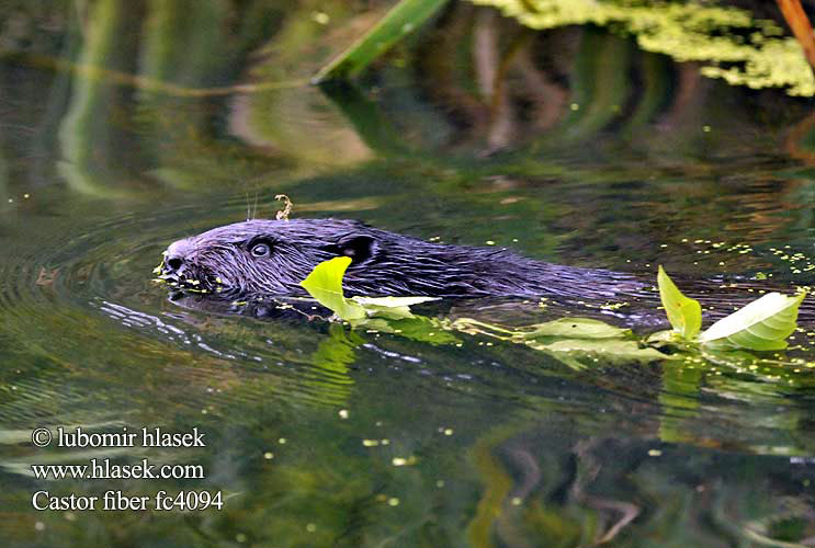 Castor europeo Castor fiber European Beaver