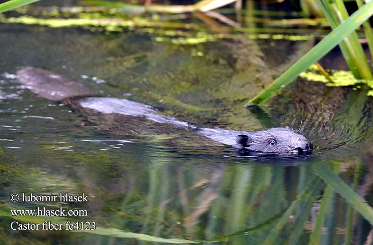 European Beaver Castor europeu Bobr evropský