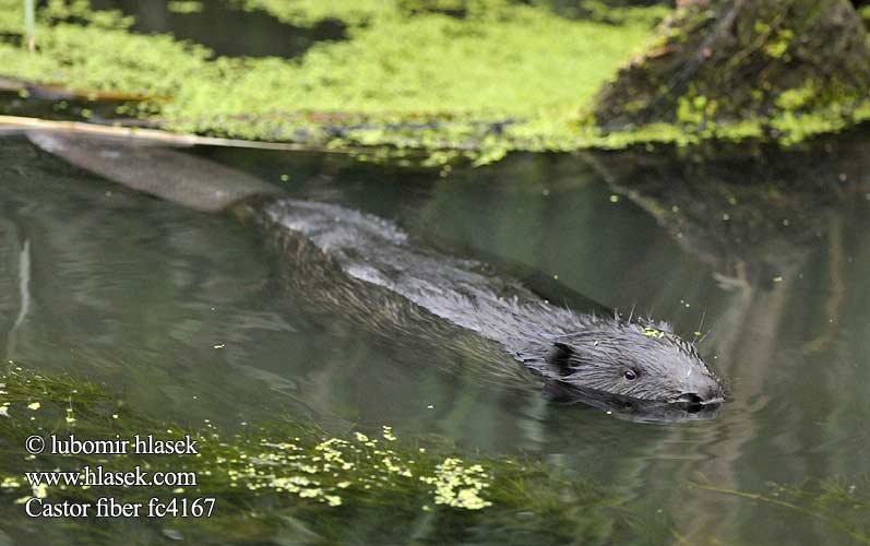 Обыкновенный бобр Bever Euroopanmajava