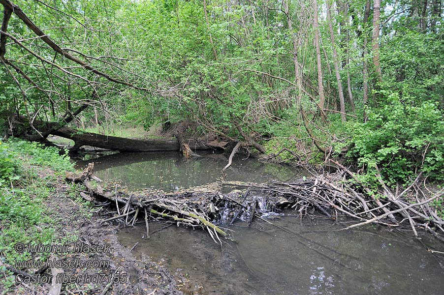 European Beaver