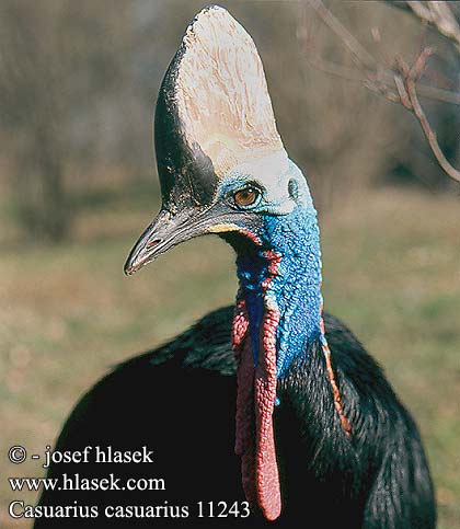 Casuarius casuarius casurius Southern cassowary Hjelmkasuar Kypäräkasuaari Casoar casque Helmcasuaris Casuario australiano Kazuár sisakos Helmkasuar Kazuar hełmiasty Kazuár veľkoprilbý Kasuár přílbový Casuario Ceram Común Kasuaren Oбыкновенный казуар Шлемоносый Hjelmkasuar ヒクイドリ 鹤鸵 、食火鸡