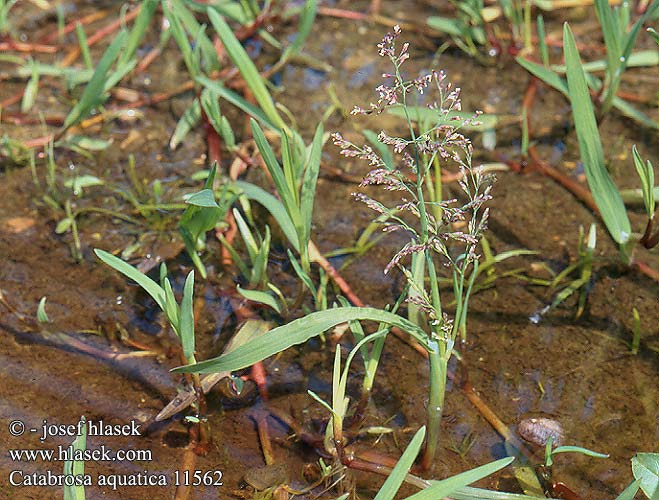 Catabrosa aquatica Whorl-grass Vesihilpi Quellgras Odemka vodní