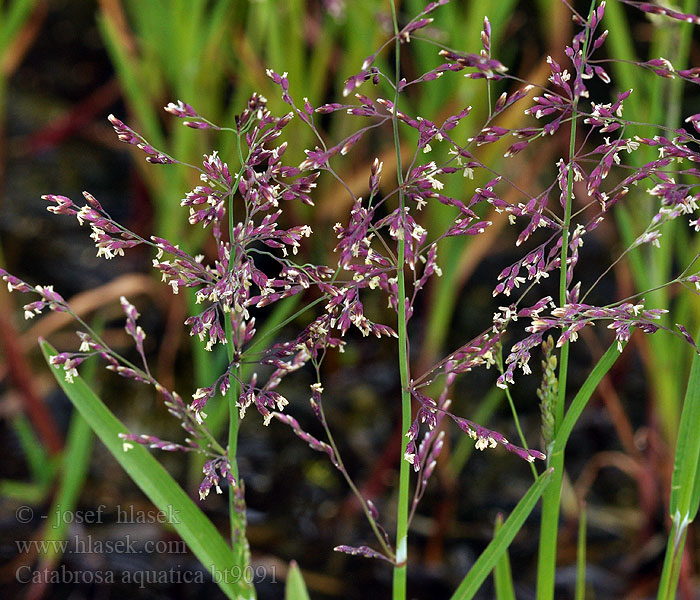 Canche aquatique Brodobrzanka wodna Watergras