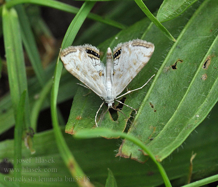 Cataclysta lemnata Andmatmott Огнёвка рясковая