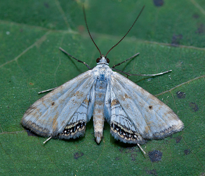 Limaskakoisa Cataclysta lemnata