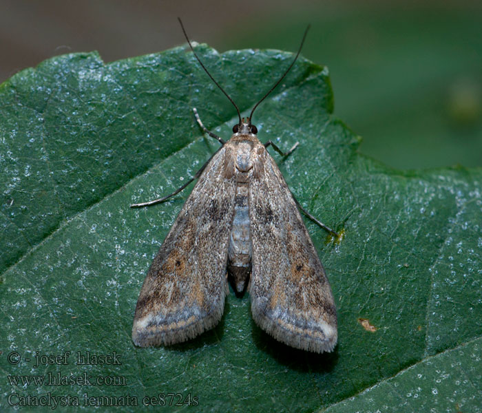 Cataclysta lemnata