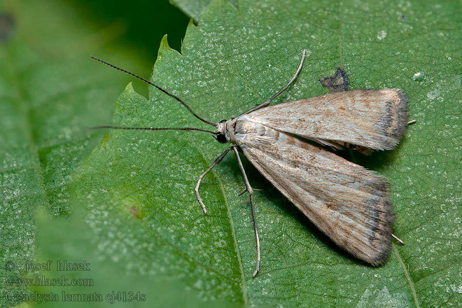 Cataclysta lemnata