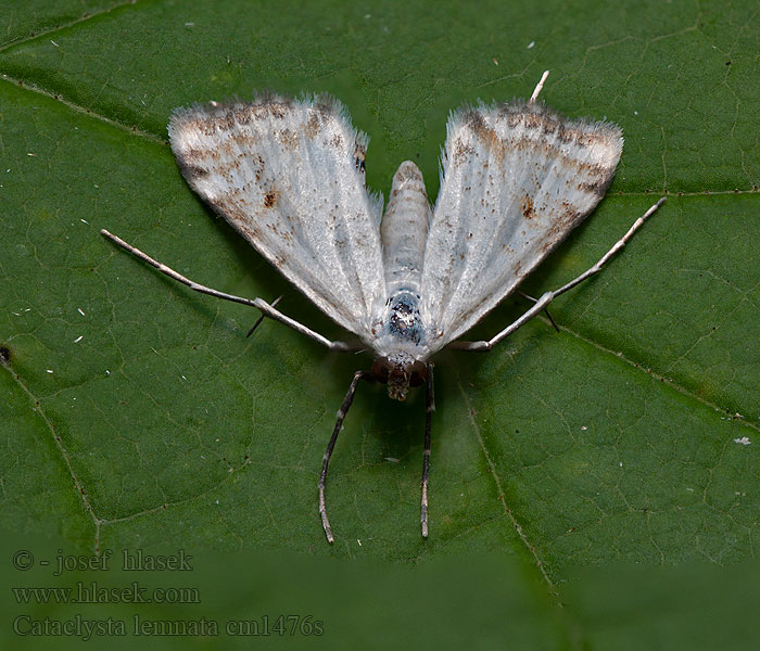 Cataclysta lemnata