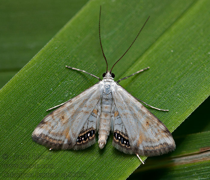 Cataclysta lemnata