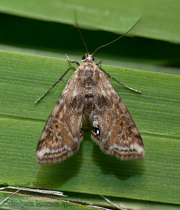 Cataclysta lemnata