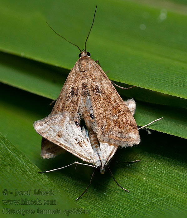 Cataclysta lemnata