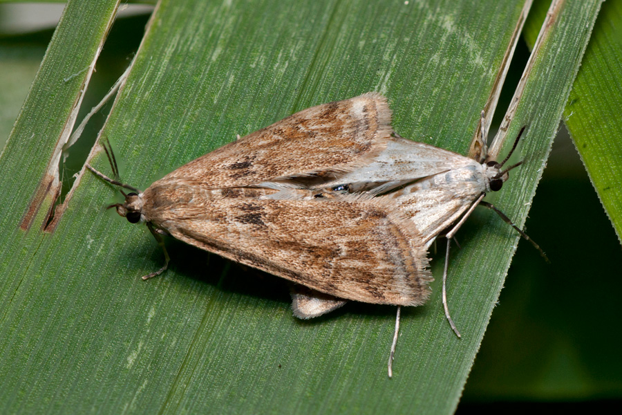 Cataclysta lemnata