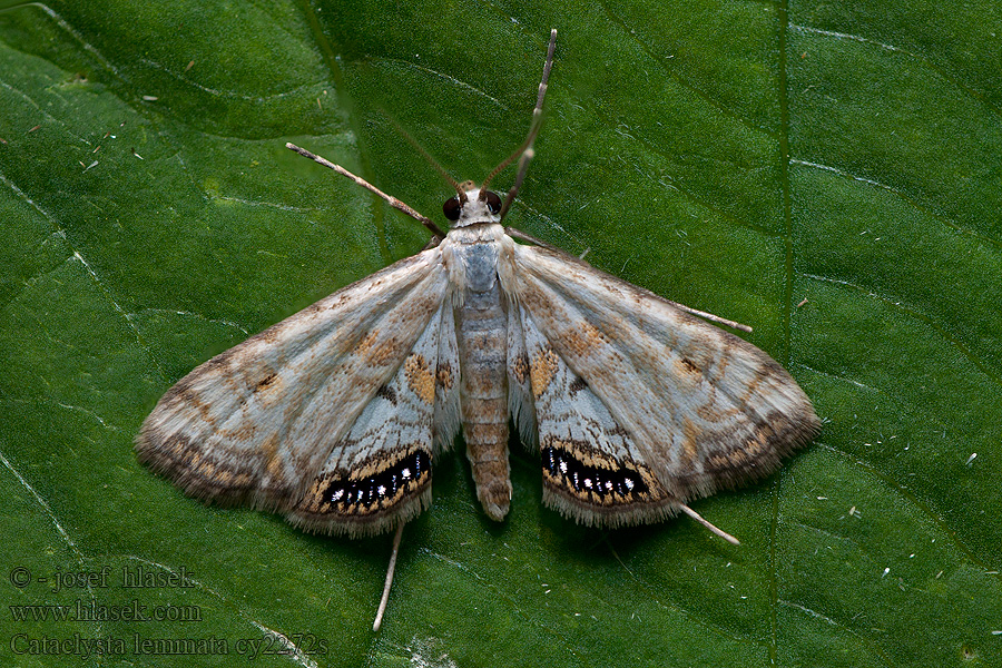 Cataclysta lemnata