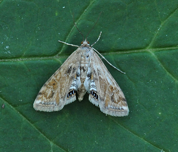 Small China-mark Cataclysta lemnata