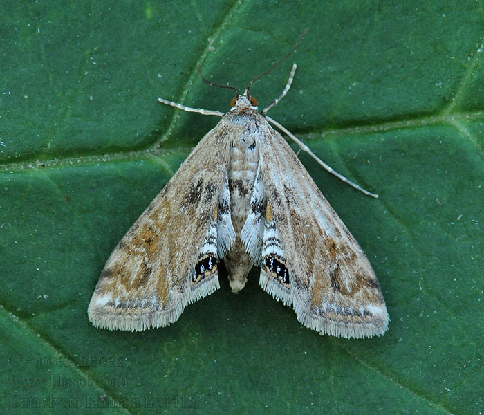 Andematdammott Cataclysta lemnata